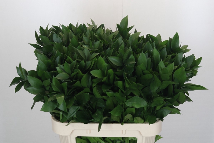 <h4>Ruscus Israel</h4>