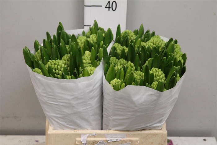 <h4>Hyac Aiolos</h4>