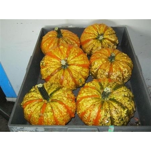 Cucurbita Pepo