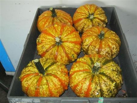 Cucurbita Pepo