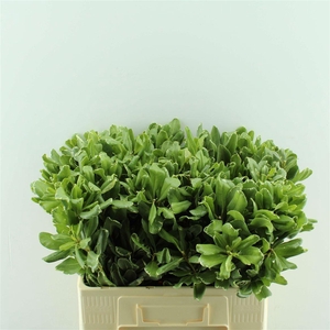 Pittosporum Ilan