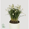 GALANTHUS NIV IN POT
