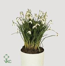 GALANTHUS NIV IN POT