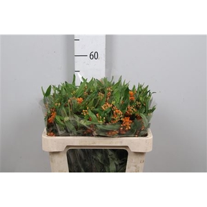 Ascl Tuberosa (kenia!)