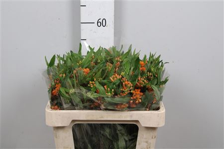 <h4>Ascl Tuberosa (kenia!)</h4>