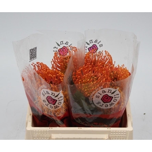 LEUCO CO SUCCESSION#