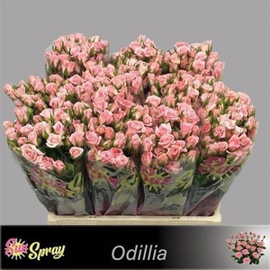 R Tr Odilia