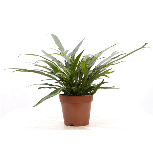 <h4>Aglaomorpha Jim P&PURE Collection</h4>