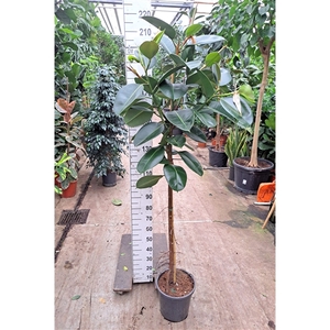 Ficus Elastica Robusta op stam 200