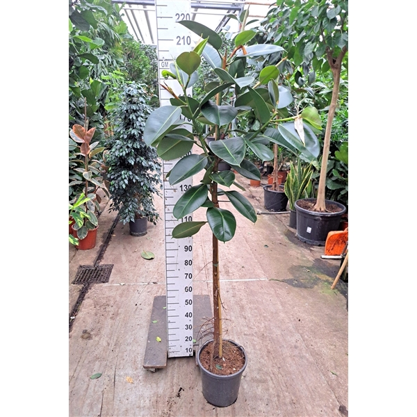 <h4>Ficus Elastica Robusta op stam 200</h4>