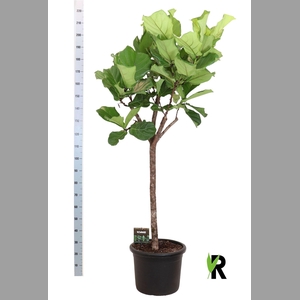 Ficus lyrata