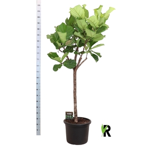 Ficus lyrata
