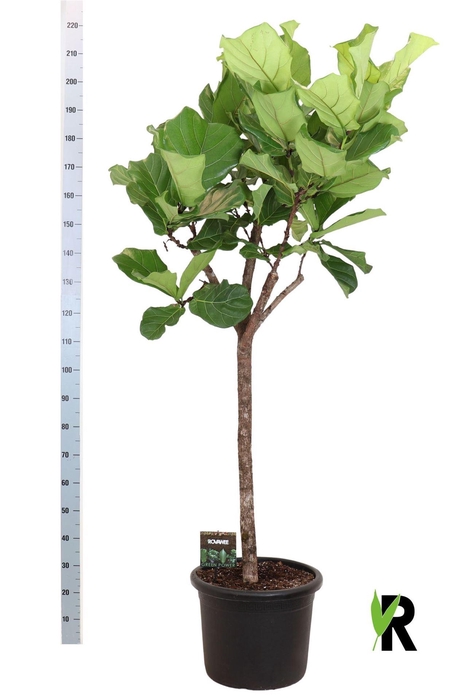<h4>Ficus lyrata</h4>