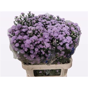 Aster Astee Milka