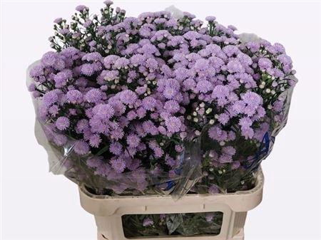 <h4>Aster Astee Milka</h4>