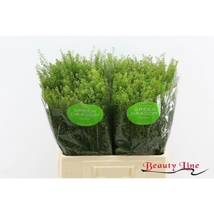 LEP VI GREEN DRAGON