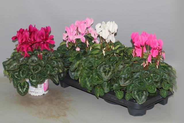 <h4>CYCL GR SUP XL</h4>