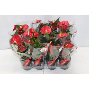 ANTHURIUM RED SUCCESS P09