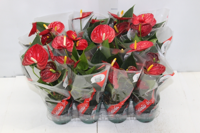 <h4>ANTHURIUM RED SUCCESS P09</h4>