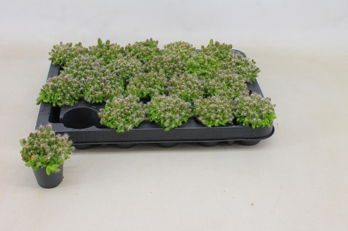 arr8 Hylocereus Undatus