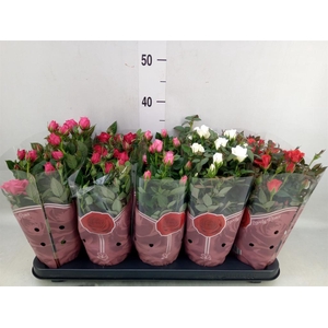 Rosa  'Star Roses'   ...mix 4