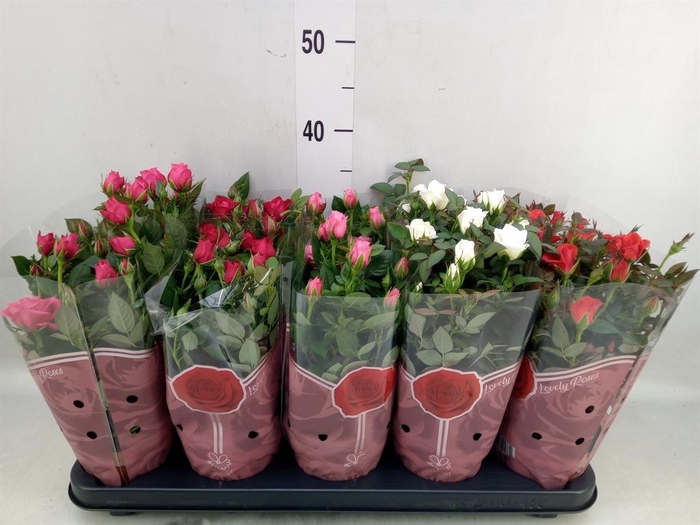 <h4>Rosa  'Star Roses'   ...mix 4</h4>