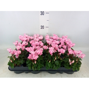 Cyclamen KL 'Verano Victoria'