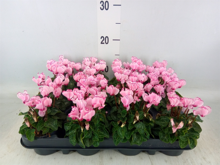<h4>Cyclamen KL 'Verano Victoria'</h4>