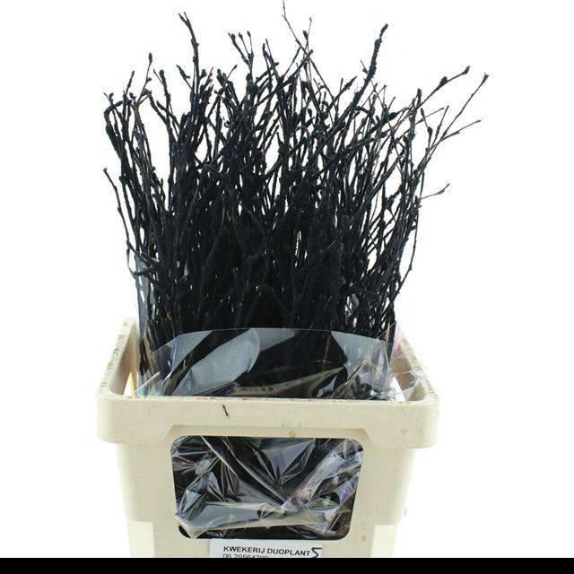 <h4>Betula Ov Klb H%</h4>