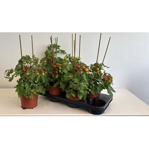 TOMATENPLANTEN
