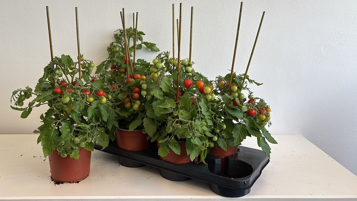 <h4>TOMATENPLANTEN</h4>