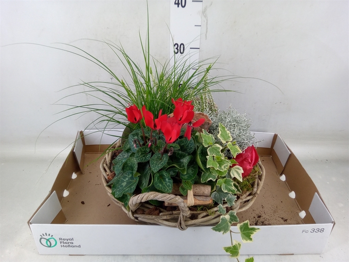 <h4>Arr.   Tuinplanten L%</h4>