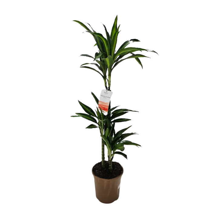 <h4>Dracaena overig</h4>