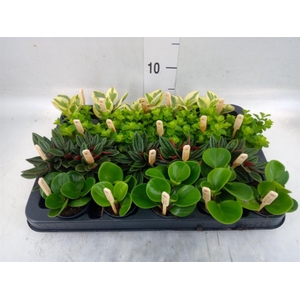 Peperomia   ...mix