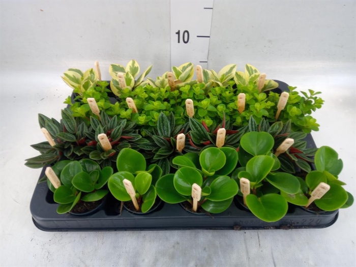 <h4>Peperomia   ...mix</h4>