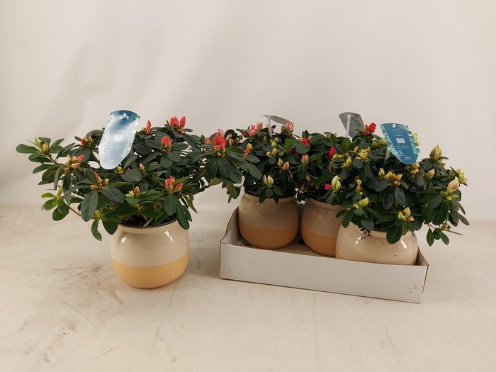 <h4>RHODO SI GEM 3 SRT</h4>