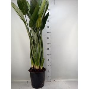 Strelitzia reg.