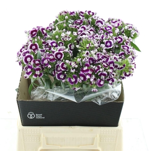 Di Barb Bicolor Purple