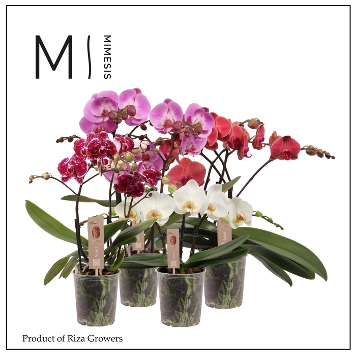 <h4>Phalaenopsis Spirit Mix 3 spike – 12cm | Mimesis</h4>