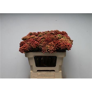 Kaaps Brunia Red Small X 20