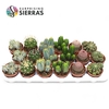 Sierra's® - Santiago Cactus Mix (Deluxe)