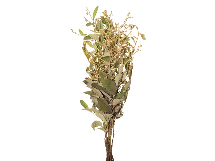 <h4>DEDO DE ANJO NATURAL</h4>