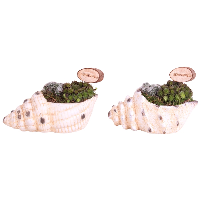 <h4>Opm Summer Arr. Sempervivum Ceramic SeaShell</h4>