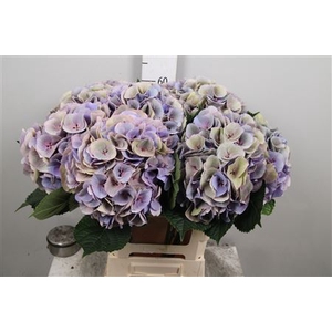 Hydr Cl M Royal Love
