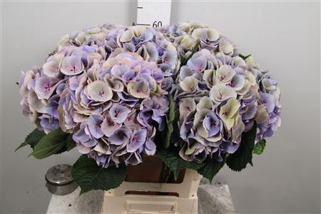 <h4>Hydr Cl M Royal Love</h4>