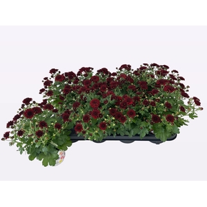 CHRY BL BEAU RED