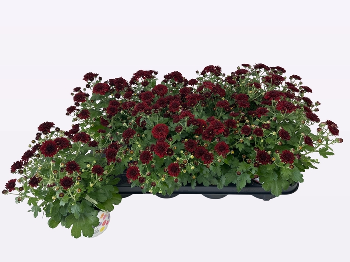 <h4>CHRY BL BEAU RED</h4>