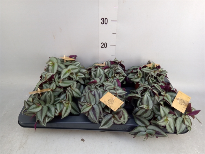 <h4>Tradescantia zebr. 'Purpusii'</h4>