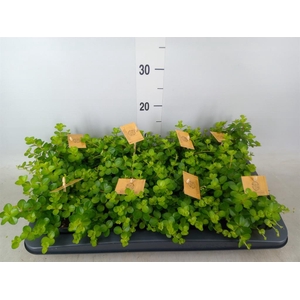 Peperomia rotundifolia