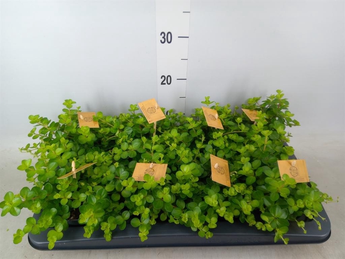 <h4>Peperomia rotundifolia</h4>